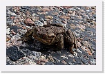 5 frog 9025 * 900 x 600 * (585KB)